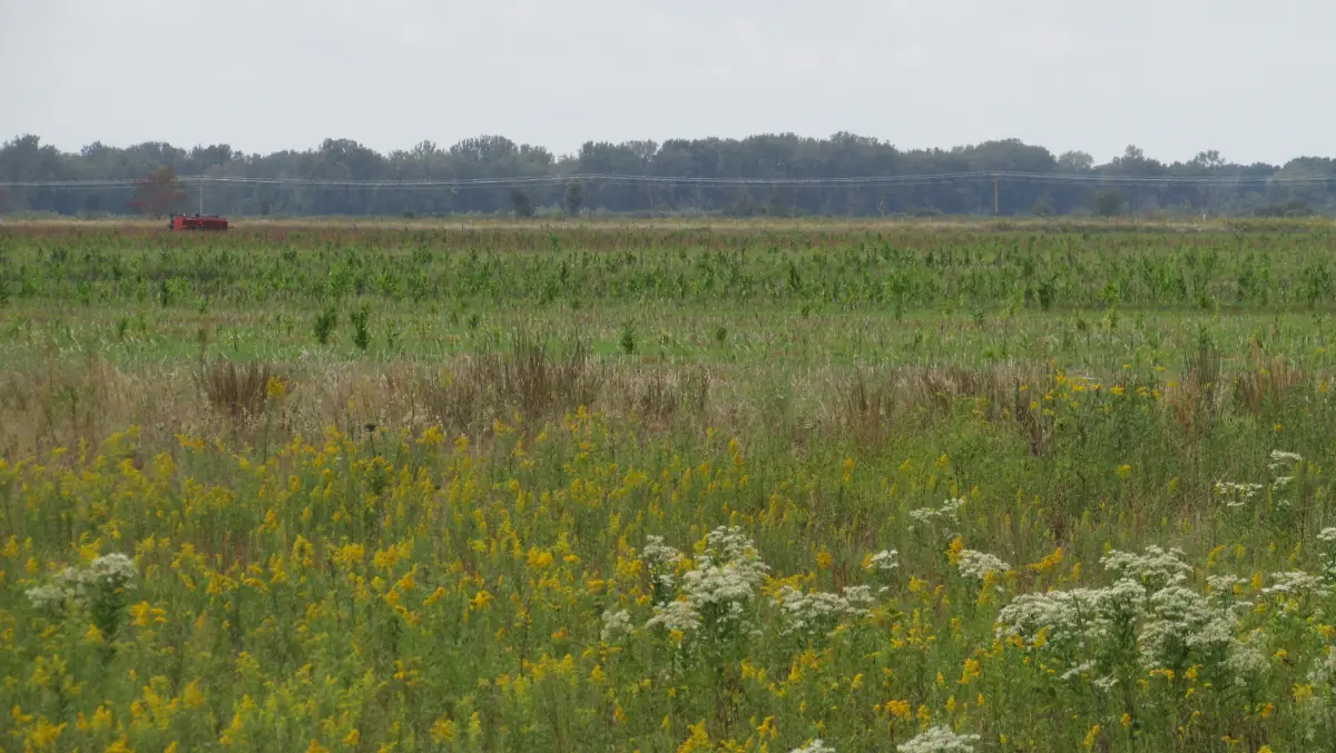 Photograph of Beaver Lake Prairie in full bloom.