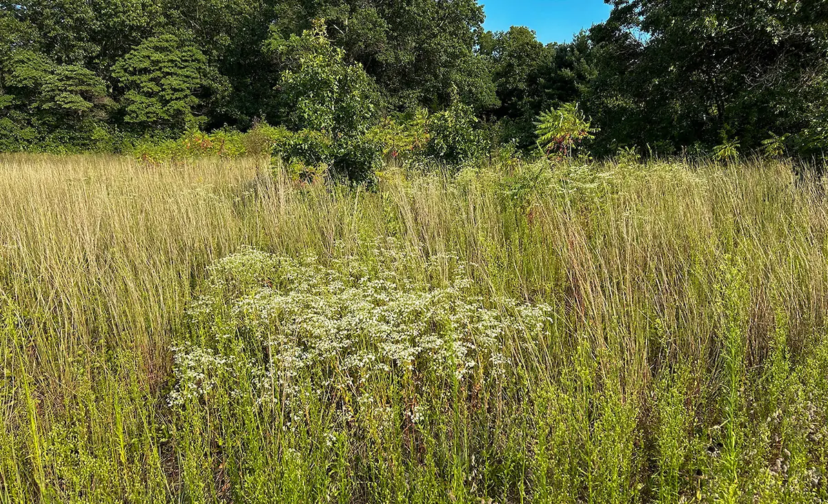 A few of the remaining acres of South Bend's Black Oak Savanna