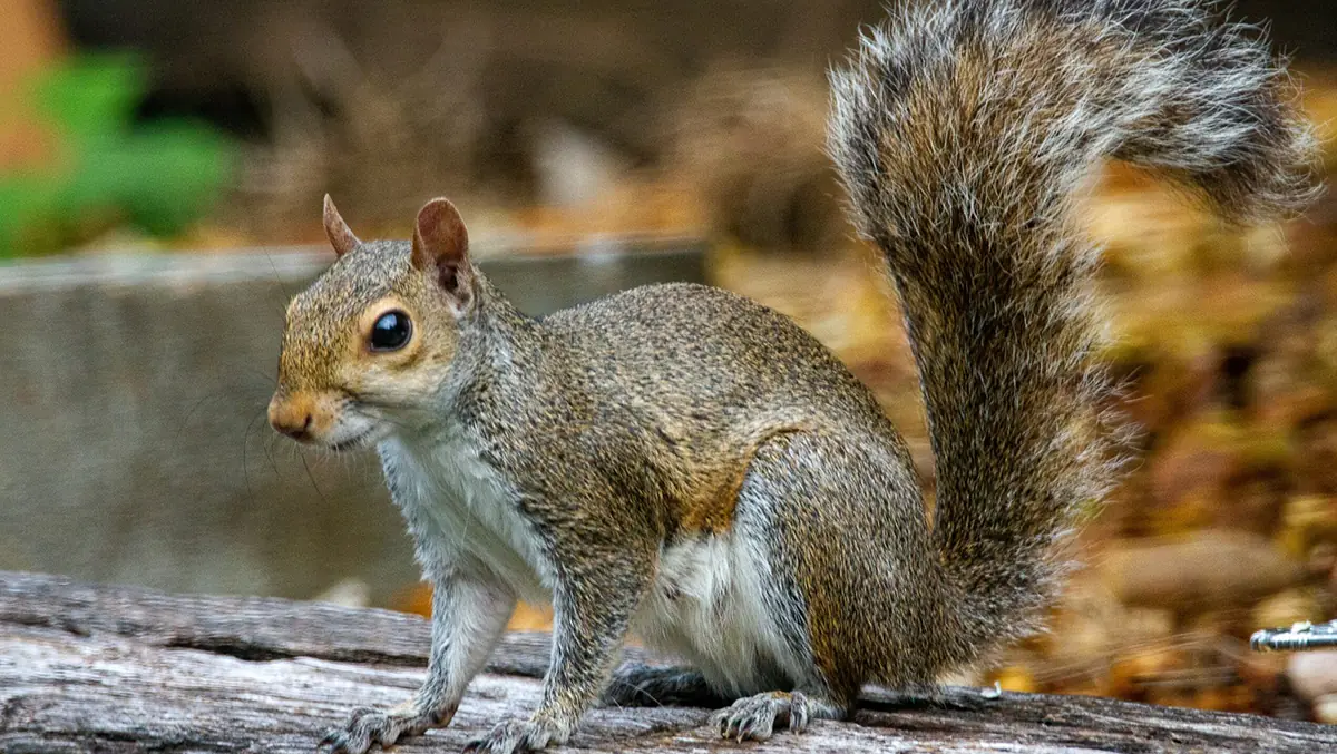 A photograph of a grey squirrel